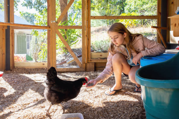 istock Young Girl Hand Feeding Pet Chickens 1249318193