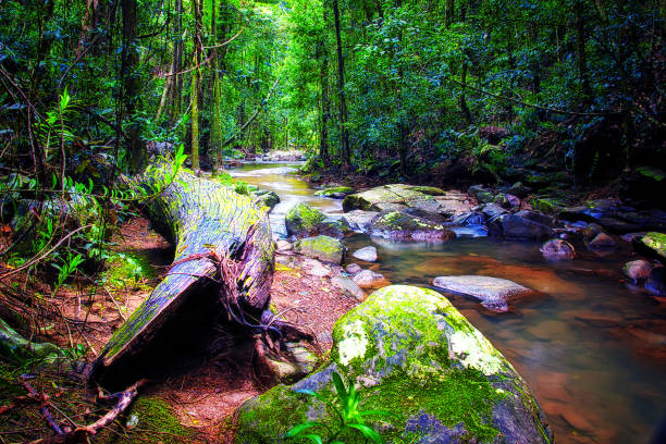 부데림 크릭 - rainforest australia river waterfall 뉴스 사진 이미지