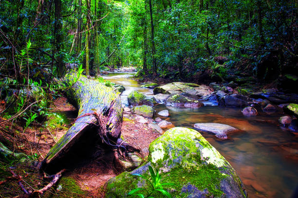 potok buderim - tropical rainforest waterfall rainforest australia zdjęcia i obrazy z banku zdjęć