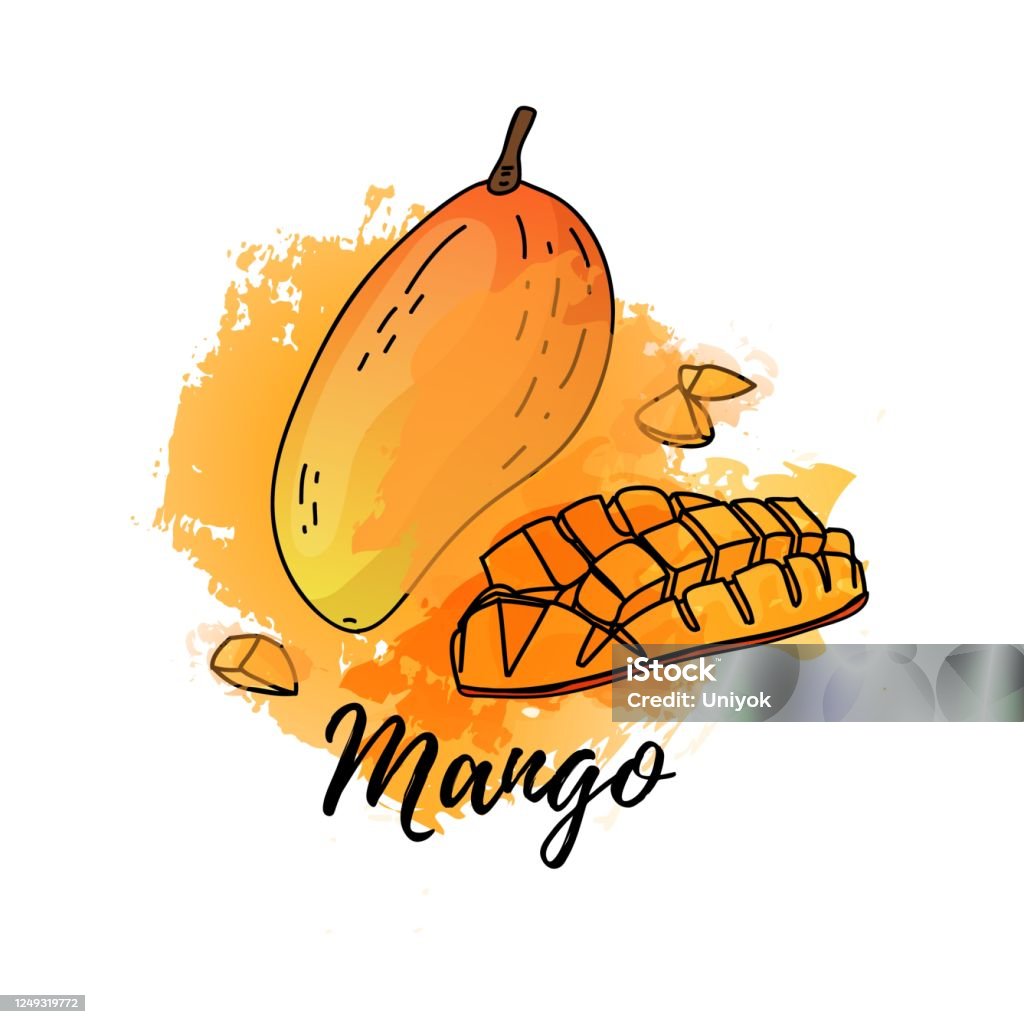 Ảnh Minh Họa Quả Xoài Nhiệt Đới Nền Màu Nước Vector Đồ Họa Cho ...