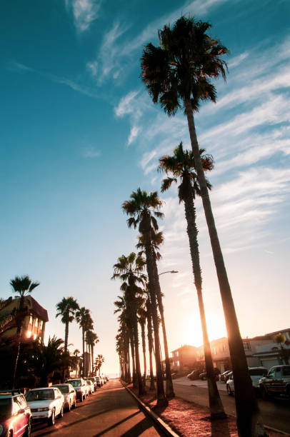 istock Palme Redondo Beach / California 1249320529
