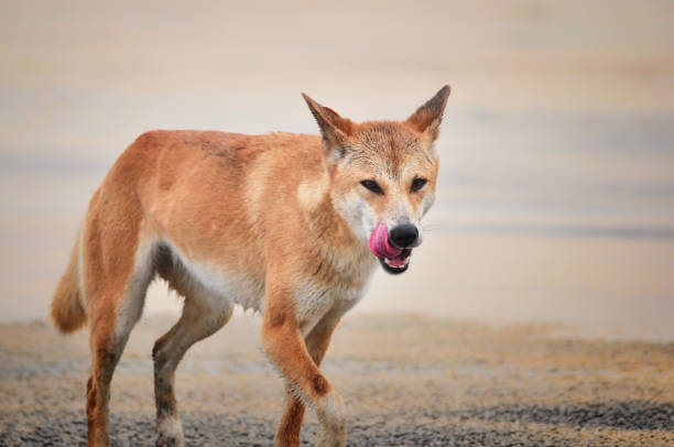 dingo (canis lupus dingo) - dingo stock-fotos und bilder