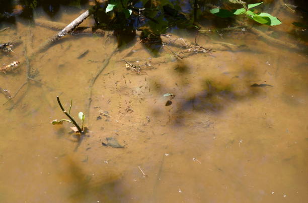 istock frog tadpoles in muddy or murky water 1249321368