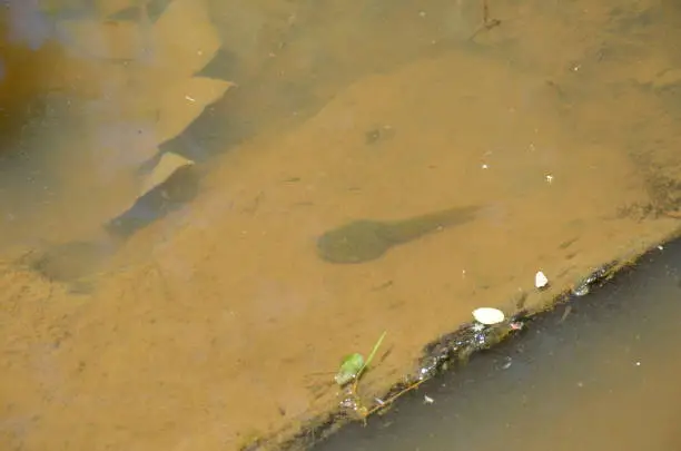 Photo of bullfrog tadpoles in muddy river or pond water