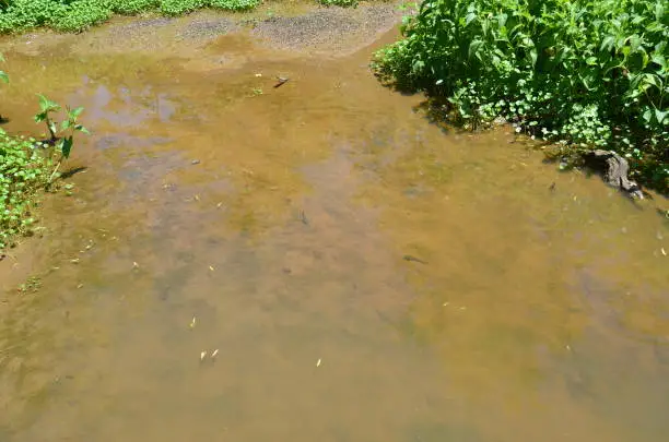 Photo of bullfrog tadpoles in muddy river or pond water