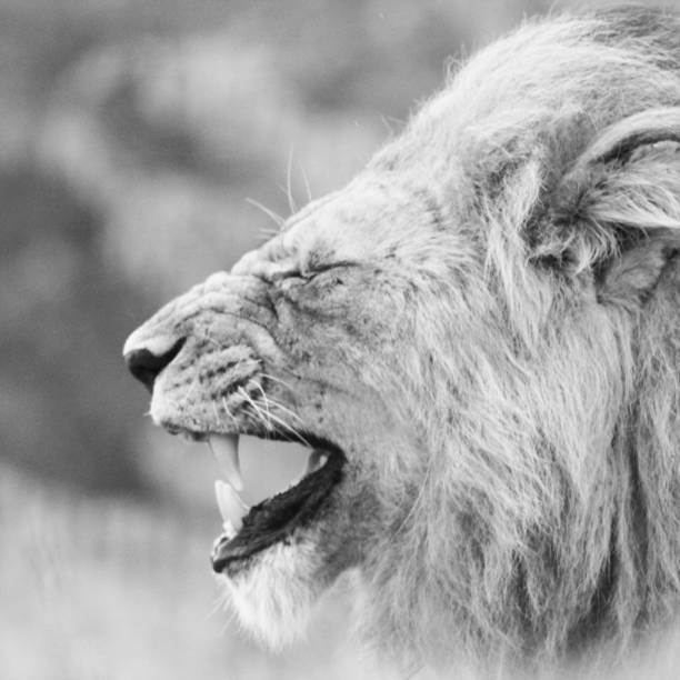 istock Monday morning - Lions mouth 1249321395