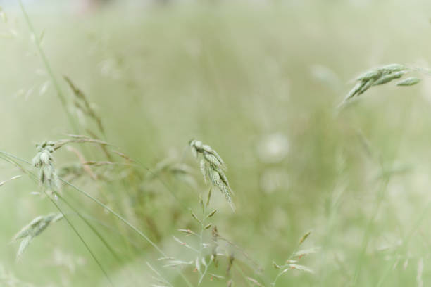 istock Nature background with wildgrass under sunlight. Selective focus. Plant background. 1249321484