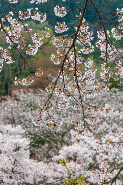 istock Cherry blossoms in a mountain village in full bloom 1249323069