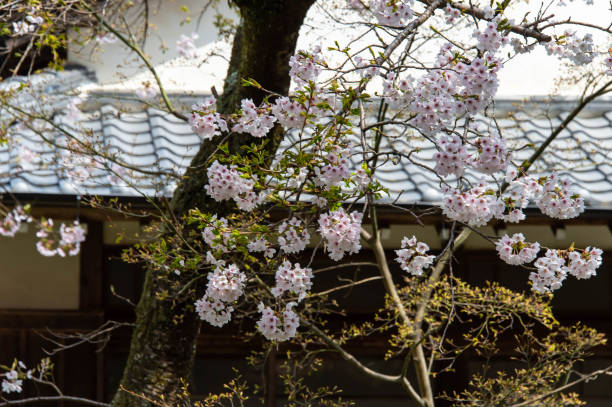 istock Cherry blossoms in front of a Japanese style building 1249323083