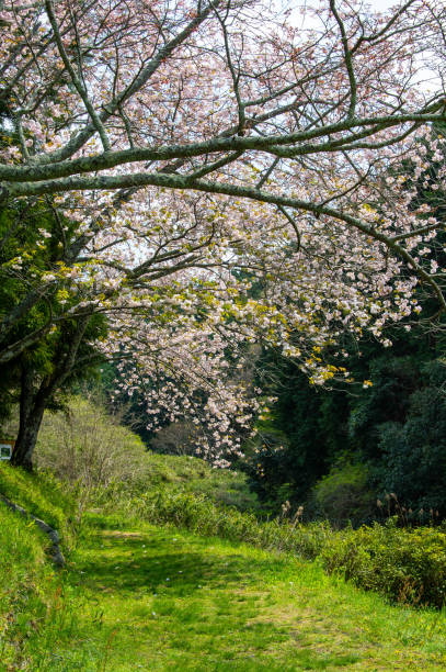 istock Cherry blossoms that cover the green sidewalk 1249323087