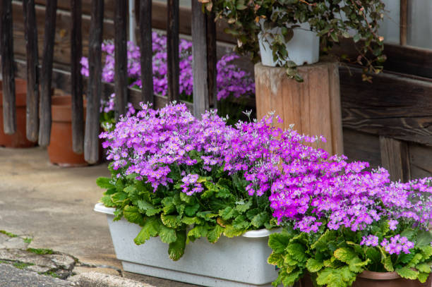 istock Japanese wooden architecture and flowering plants 1249323094