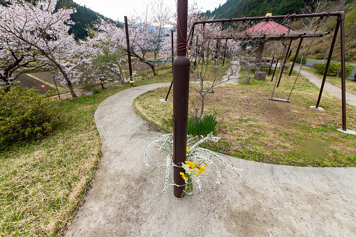 Cherry blossoms in the vicinity of a mountain village trail