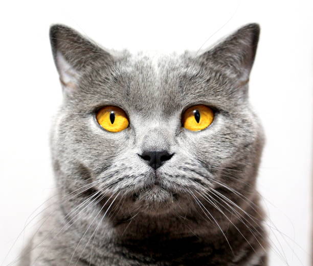 istock Gray cat is looking at you on a white background. Scottish breed. 1249323156