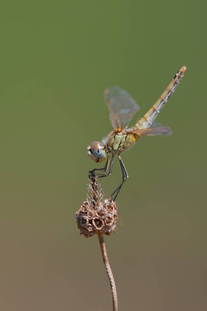istock Marco image of an insect 1249324197
