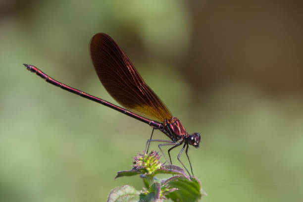 istock Marco image of an insect 1249324244