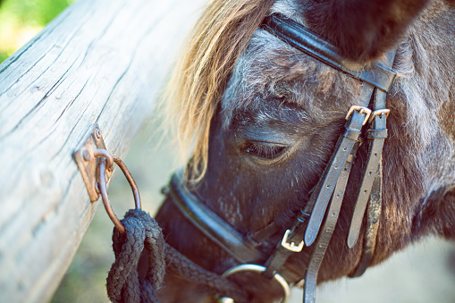 Brown horse pony head portrait tied on a wood fence