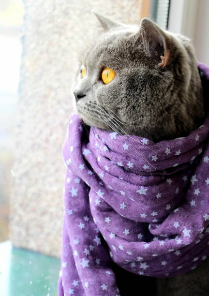 istock The cat sits on the window, freezes and is bored. 1249324904