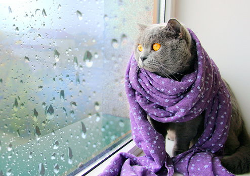 A gray cat in a purple scarf sits on a window and looks at raindrops flowing down the glass.