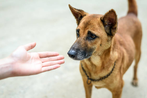 istock woman hand play with brown dog 1249325855