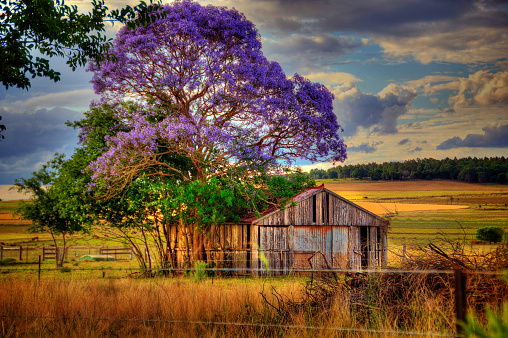 Jacaranda tree in bloom, above an old farm shed in rural Queensland