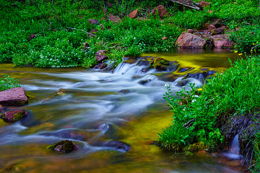 Creek in Summer Flowing Scenic Nature Landscape - Wilderness area in forest with creek flowing from mountains above. Sunset canyon reflections on water surface.