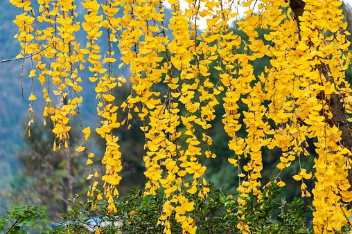 A ginkgo tree with yellow leaves