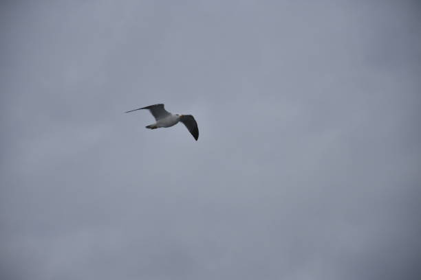 istock wild birds at coastline 1249327812