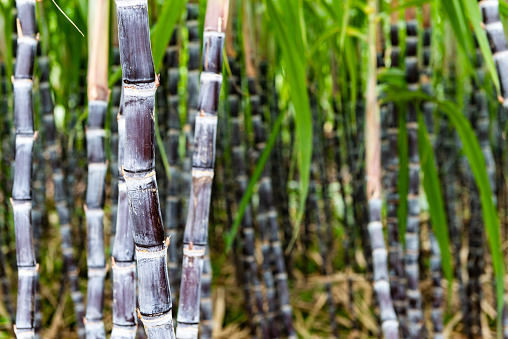 Sugar canes in Chinese village