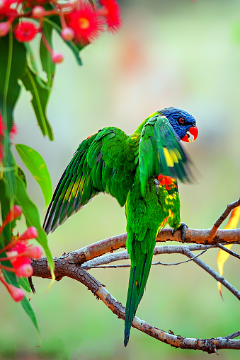 The rainbow lorikeet is a species of parrot found in Australia. It is common along the eastern seaboard, from northern Queensland to South Australia. Its habitat is rainforest, coastal bush and woodland areas.