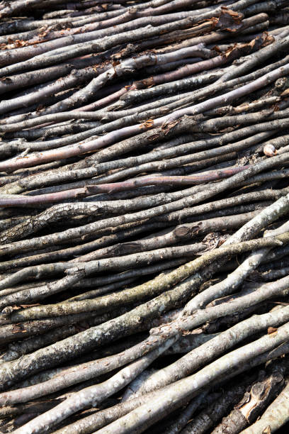Close up dry brushwood