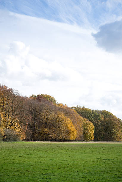 istock Park in autumn, trees and lawn, copy space 124932815