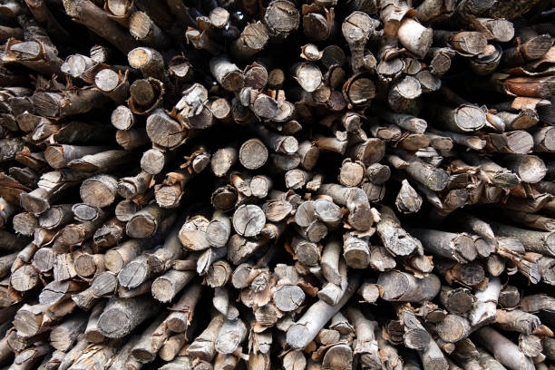 Piles of wood