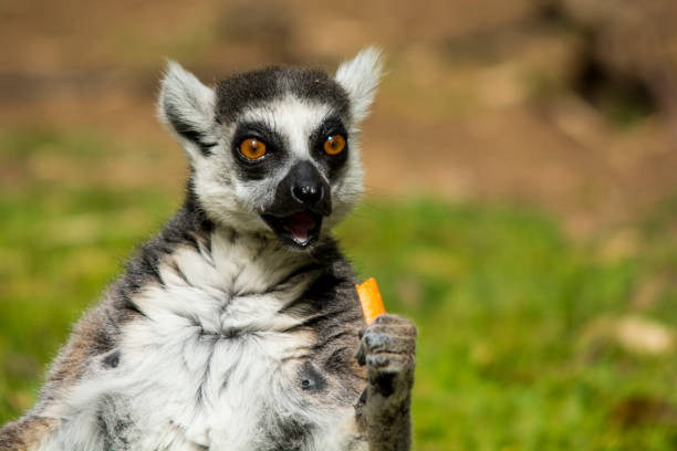 Funny furry Lemur look ahead stock photo