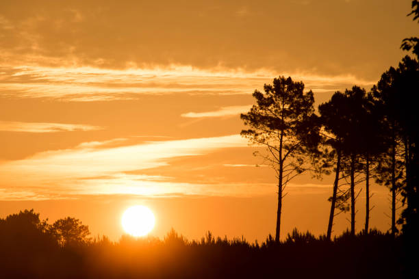 istock beautiful sunrise over the forest 1249328884