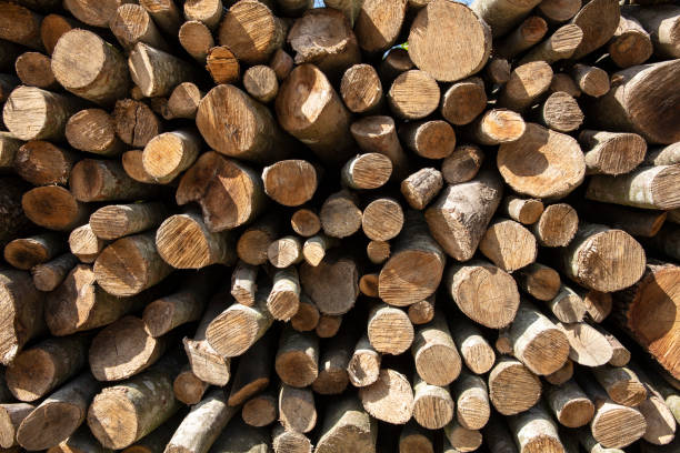 istock Piles of wood 1249328891