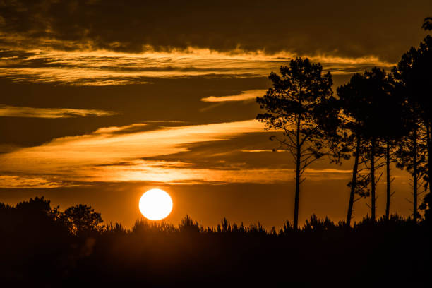 istock beautiful sunrise over the forest 1249329446