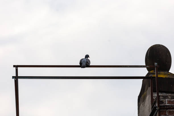 istock Pigeon on the house roof 1249329497