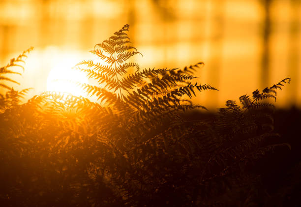 sunrise over the forest in southwest France