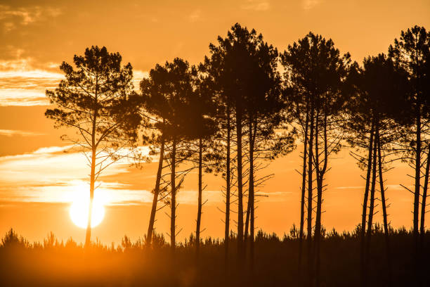 beautiful sunrise over the forest