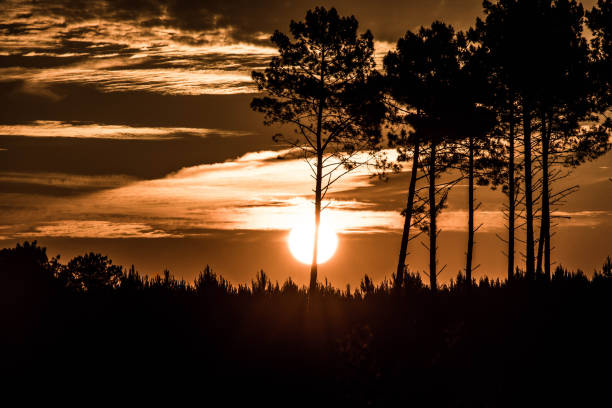 istock beautiful sunrise over the forest 1249330564