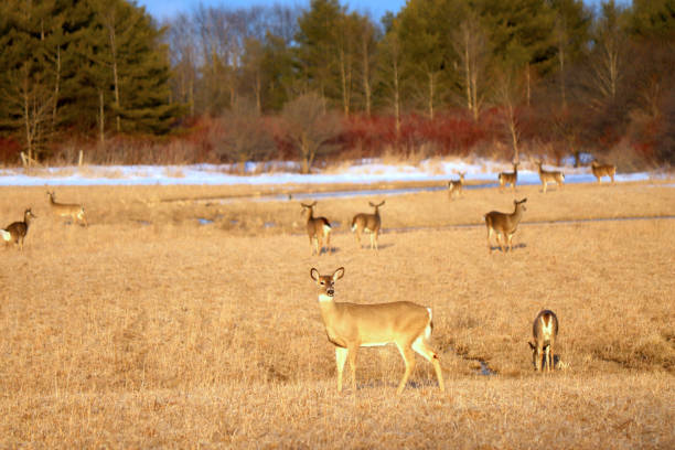 стадо белохвостых оленей на лугу - animal cute animals deer deer herd стоковые фото и изображения