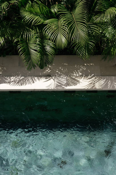 istock background with swimming pool and palm leaf 1249331774