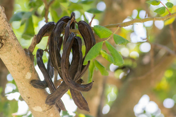 carob tree (ceratonia siliqua) fruit - ceratonia imagens e fotografias de stock