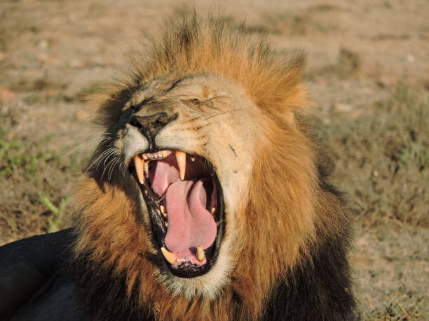 istock Beautiful Male Lion Yawning 1249331965