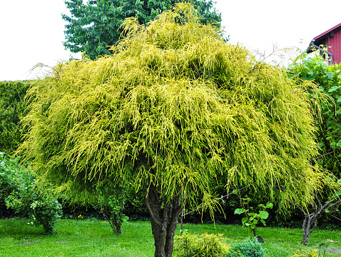Cypress conifer tree known from gardens. Characterized by yellow stems.