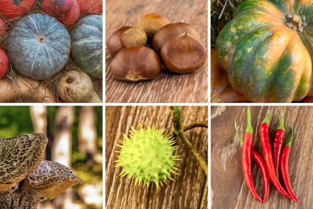 istock assorted vegetables composition of pumpkins, chili peppers, mushrooms, chestnuts 1249332116