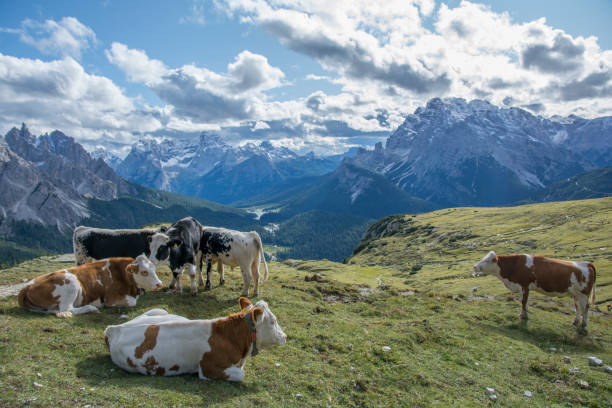 Group of beautiful cows resting at the Italian Dolomites stock photo