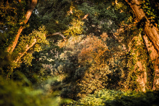 oak cork in the forest