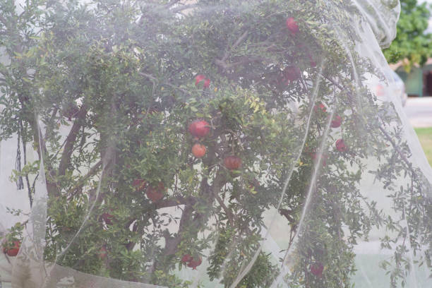 Bird protection net for Pomegranate (Punica granatum) fruits, preventing birds and pests to damage the fruits stock photo