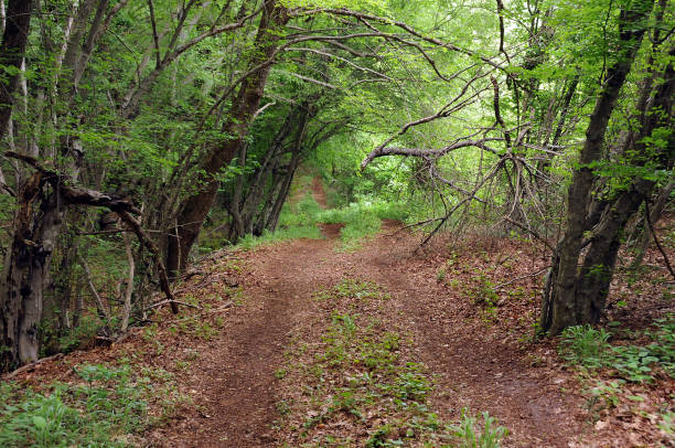 istock Footpath in the woods in spring 1249333396